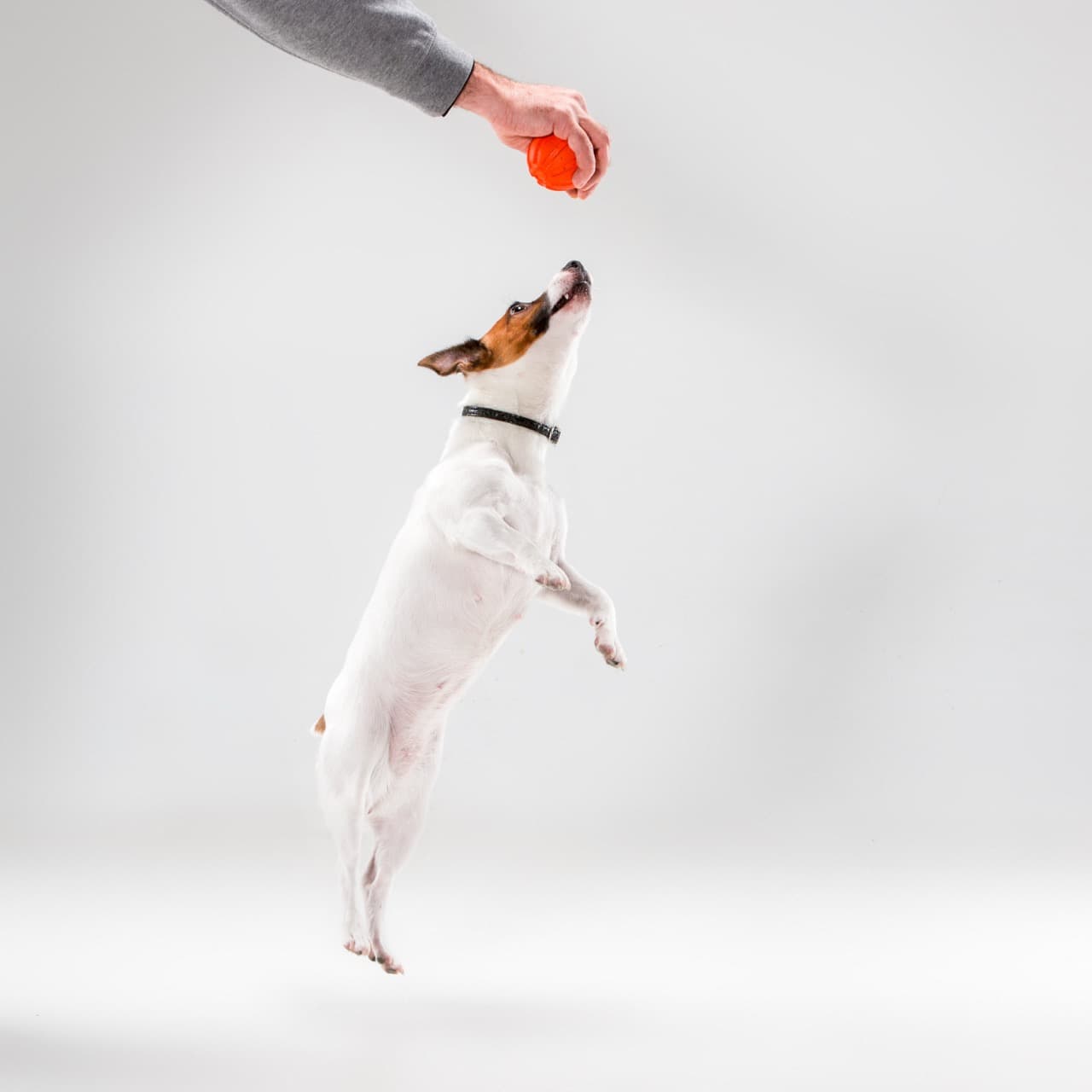 Small Jack Russell Terrier playing on white background